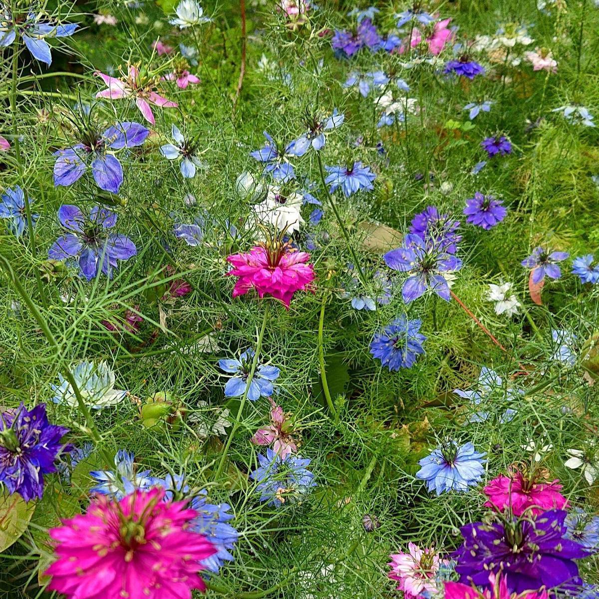 Nigella- Persian Jewels Mix